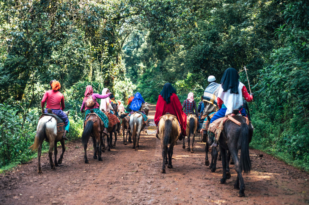 People riding horses on a dirt path through a forest