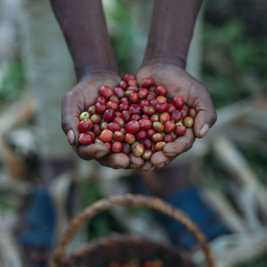 Hands holding a handful of red coffee beans with a basket below on a blurred natural background